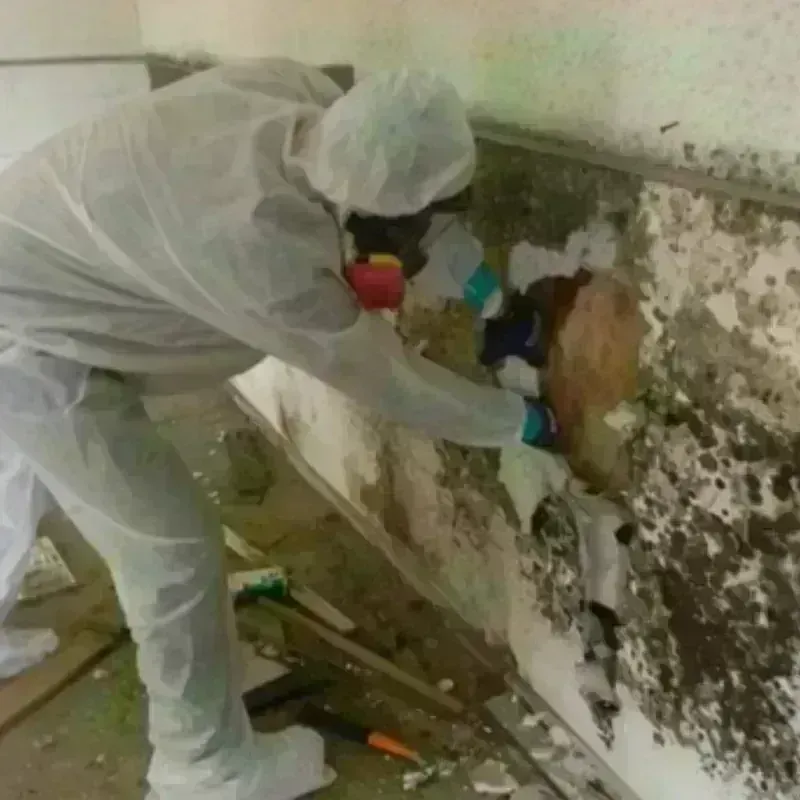 Mold Remediation and Removal in Olivet, NJ